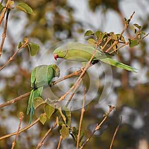 Two parrot birds sitting on tree