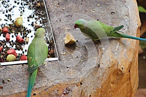 Two Parrot Eating Fruits In The Zoo