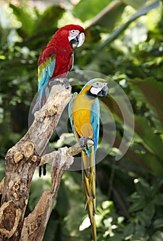 Two parrot in green rainforest.