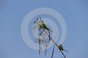 Two parrot playing on branch