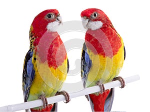 Two parrot Rosella parrot isolated