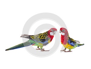 Two parrot Rosella parrot isolated on white background