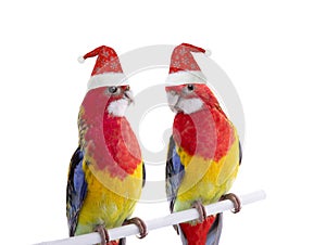 two parrot Rosella parrots in Santa Claus hat isolated on white