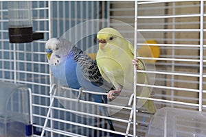 Two parrot sits at the exit of the cage