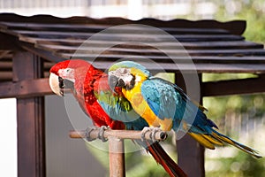 Two parrots