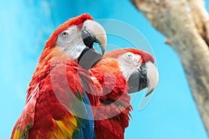 Two parrots