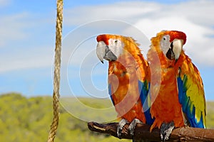 Two parrots