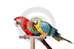 Two parrots
