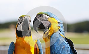 Two parrots