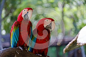 Two parrots on branch.