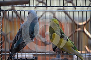 Two parrots in a cage
