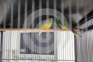 Two Parrots In The Cage, colorful love birds, pets