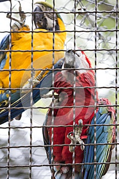 Two parrots climbing on cage