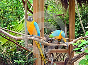 Two Parrots