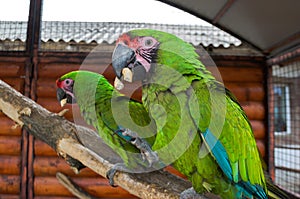 Two parrots contend for a bagel