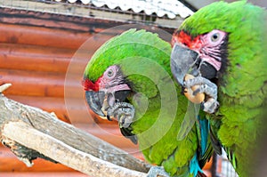 Two parrots contend for a bagel