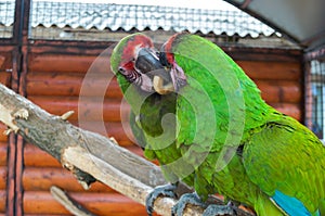 Two parrots contend for a bagel