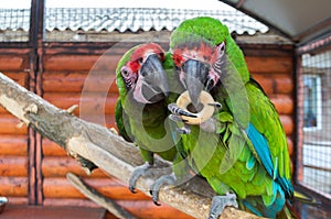 Two parrots contend for a bagel