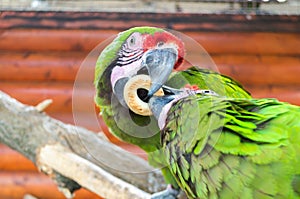 Two parrots contend for a bagel