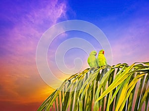 Two parrots couple sitting on palm tree in the evening time.