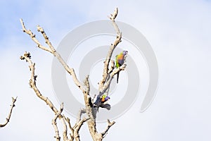 Two Parrots in a dead tree