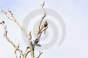 Two Parrots in a dead tree