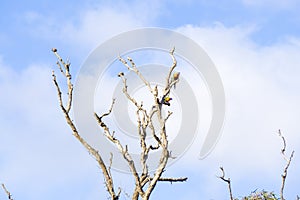 Two Parrots in a dead tree