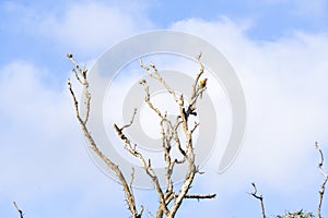 Two Parrots in a dead tree