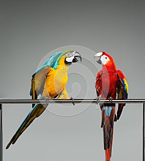 Two parrots fighting