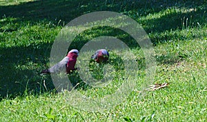 Two parrots on green grass on sunny day