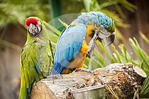 Two Parrots on a log within a tropical setting