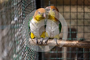 Two parrots or love birds in love kiss each other but have no freedom which they are in birdcage.