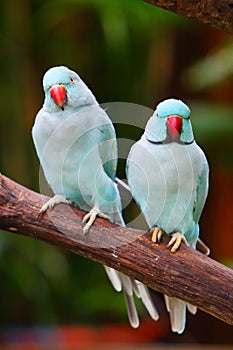 Two parrots (Psittacula krameri) are standing on trunk in the zoo