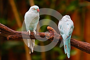 Two parrots (Psittacula krameri) are standing on trunk in the zoo