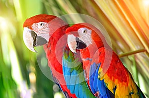 Two parrots red in tropical forest birds