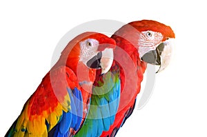 Two parrots red in tropical forest birds isolated on white background.