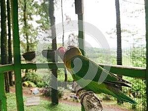 Two parrots sharing love with their partners