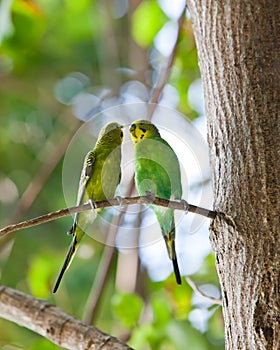 Two parrots sit on a tree in the wood