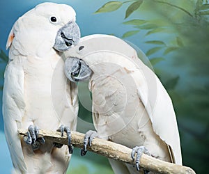 Two parrots sitting on a branch.