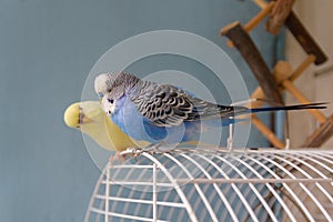 Two parrots are sitting on the cage