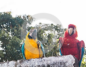 Two parrots sitting on a concrete formation gossipping about their day. photo