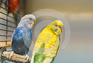 Two parrots sitting on a stick in pet shop