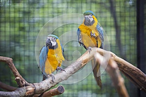 Two parrots stiing on branch