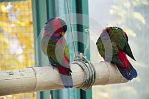 Two parrots