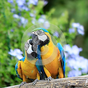 Two parrots together.