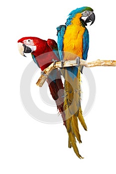 Two parrots on white