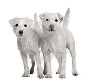 Two Parson Russell Terriers standing