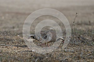 Two Partridges at Dawn
