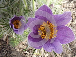 Two pasque flowers