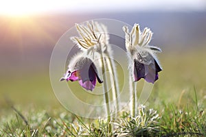 Two pasque flowers